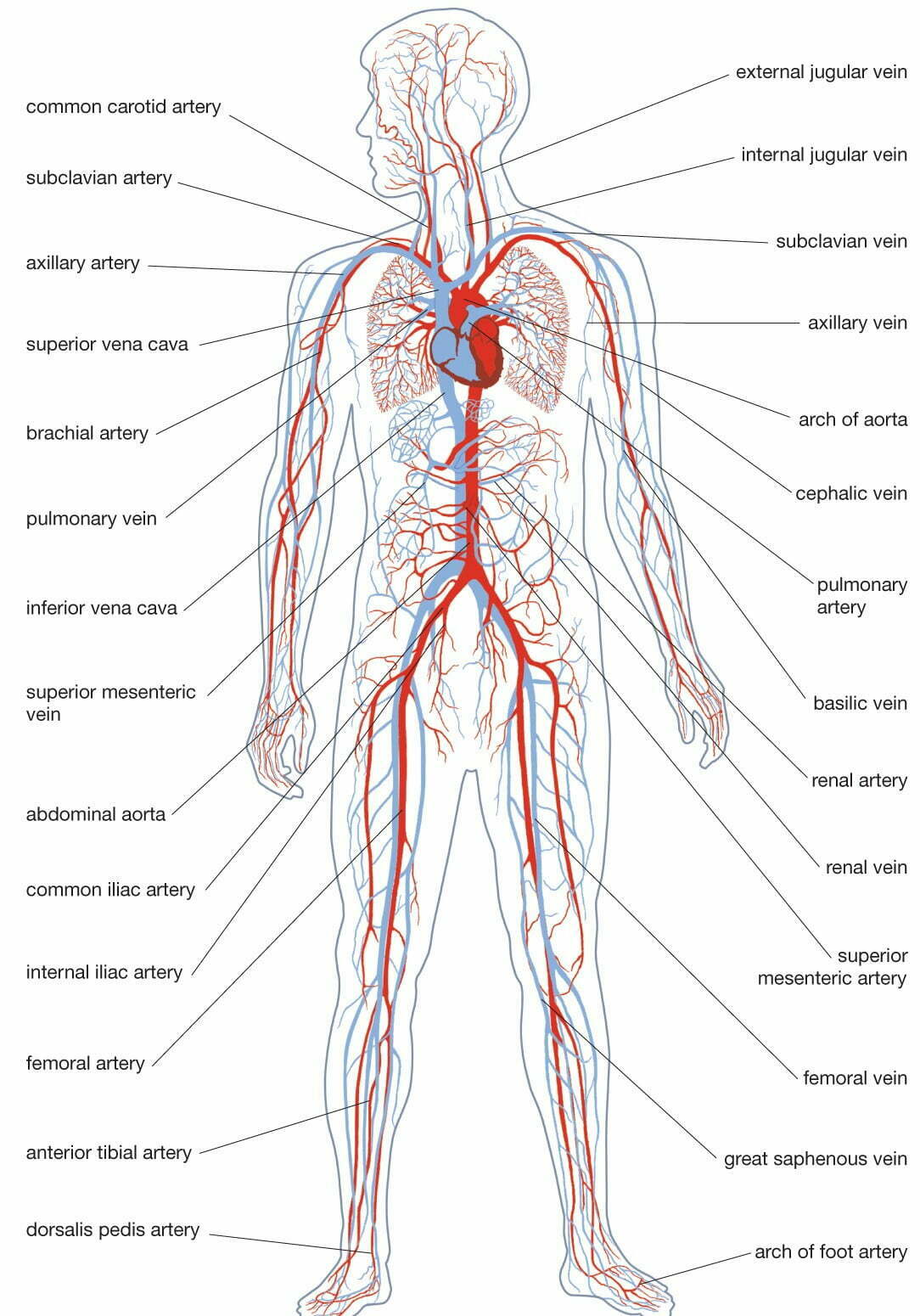 Артериальная система человека