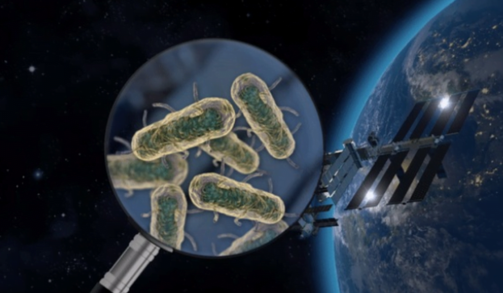 SURVIVAL OF BACTERIA IN SPACE