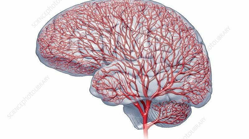 Blood Vessels In The Brain